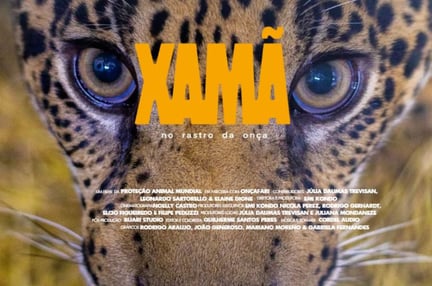 xamã no rastro da onça: imagem do xamã onça pintada com texto sobre o lançamento do documentário