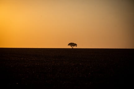 A imagem mostra uma única árvore em um ambiente que foi devastado. É um pôr-do-sol, com o céu alaranjada ao fundo.