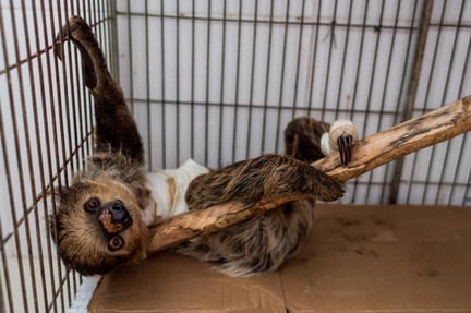 Um filhote de bicho-preguiça, dentro de uma gaiola no Cetas, após ser resgatado das queimadas. O animal está apoiado em um galho e apresetando curativos por conta dos machucados.
