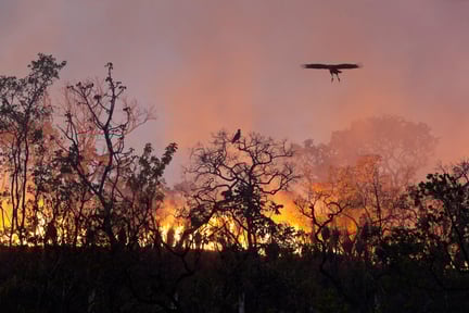 floresta queimando e pássaro sobrevoando o fogo