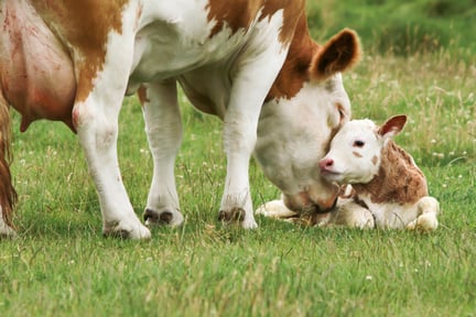 Vaca e bezerro - manifesto por sistemas alimentares justos e sustentáveis