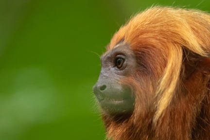 mico-leao-dourado-de-perfil