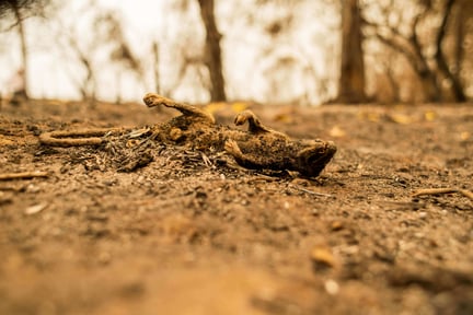Imagem de um réptil morto queimado no meio da vegetação queimada no Pantanal.