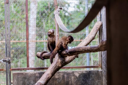 enriquecimento ambiental, reabilitação de animais silvestres, bem-estar animal, CETAS, conservação da fauna, tráfico de animais, comportamento natural