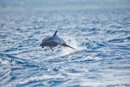 Um golfinho pulando em alto mar.