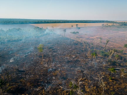 defaunação: imagem de uma floresta no estado do Mato Grosso toda queimada e desmatada