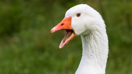 ganso em close com a boca aberta e fundo de grama desfocado