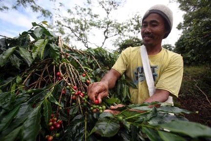 imagem de um agricultor rural colhendo café na plantação