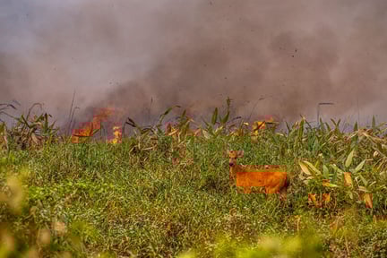 planaveg: imagem de uma área de vegetação nativa em chamas e um animal em meio ao incêndio