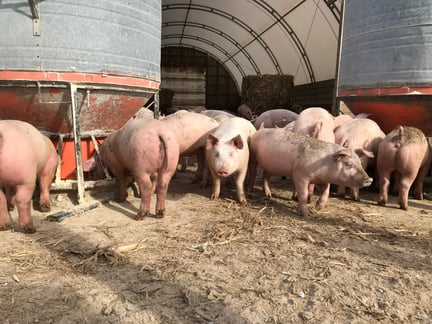 Grupo de porcos em um chiqueiro com altos níveis de bem-estar animal