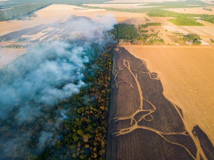 Entre agosto e setembro de 2022, a Proteção Animal Mundial visitou o estado de Mato Grosso, no Brasil, para realizar o monitoramento de campo dos incêndios, avaliar o impacto sobre os animais selvagens e procurar oportunidades de resgate, trabalhando em colaboração com o GRAD para aumentar a capacidade de resgate de animais selvagens afetados pelos incêndios. Na foto, incêndios florestais no município de SINOP