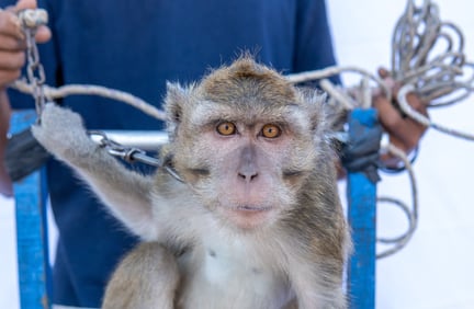 Subur the dancing monkey before rescue