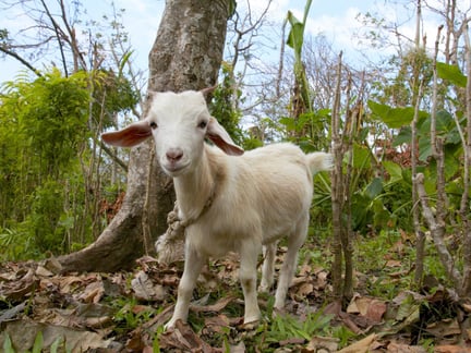 cabra branca, entre árvores e verde, olhando pra frente