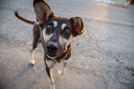 Cachorro vira-lata da cor preta, com manchas da cor caramelo, olhando para a câmera
