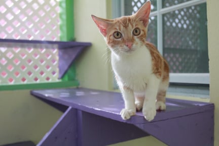 Gato amarelo e branco, em cima de uma prateleira roxa, olhando para frente