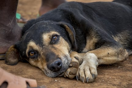 Cachorro preto com manchas caramelo, de rua, deitado sob as patas, olhando pra frente