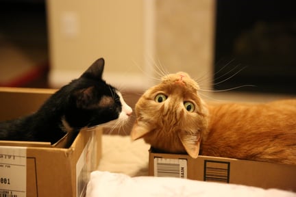 Gato preto, com manchas brancas, à esquerda, deitado dentro de uma caixa de papelão e olhando para um gato amarelo, que está deitado em outra caixa de papelão, à direita, com o pescoço inclinado para trás, olhando para a câmera.