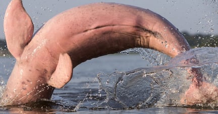 A vida dos botos cor-de-rosa nas mãos da Colômbia