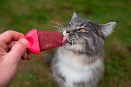 Gato cinza lambendo sorvete - Nils Jacobi