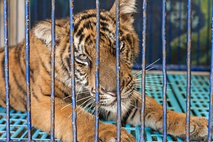 A tiger being used as a photo prop at a tourist venue