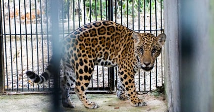 Una cría de jaguar rescatada en Brasil que quedó huérfana debido a los incedios forestales en Brasil. 