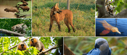 Animais do calendário 2024 da Proteção Animal Mundial