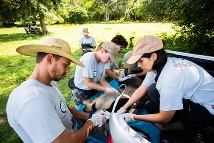 Equipe fazendo os preparativos para colocação de colar na tamanduá-bandeira Cecília
