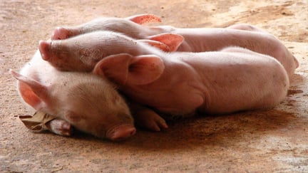 Filhotes de porco dormindo juntos