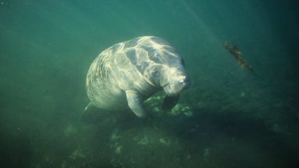 Peixe-boi-amazônico (Trichechus inunguis)