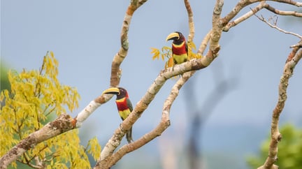 Araçari-de-pescoço-vermelho