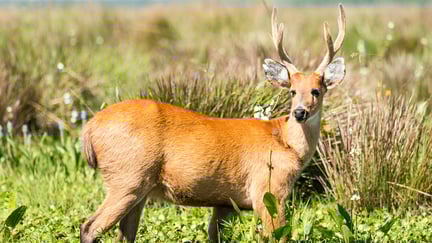 Cervo-do-pantanal (Blastocerus dichotomus)