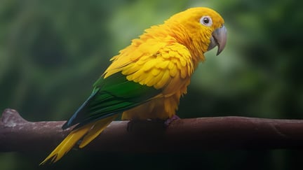 Guaruba (Guaruba guarouba)