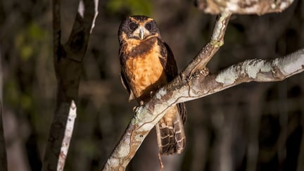 Murucututu (Pulsatrix perspicillata)