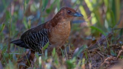 Sanã-de-cara-ruiva (Laterallus xenopterus)