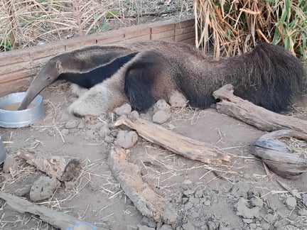 pequena tamanduá do Projeto Órfãos do Fogo