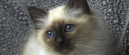 Gatinho da raça Birman com 11 semanas de idade