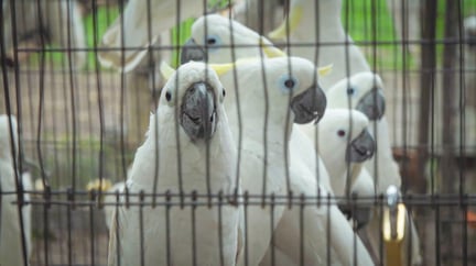 Papagaio em cativeiro