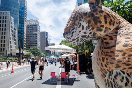 Onça no Ponto Animal Av. Paulista