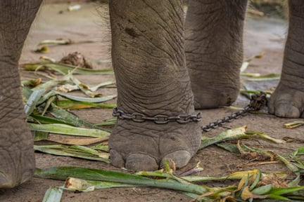 Elefante acorrentado em instalação turística na Tailândia
