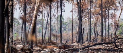 floresta queimada