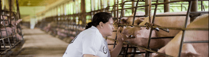 Pig Factory Paola Rueda