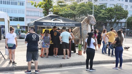 Ponto Animal em Copacabana, 2024