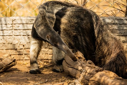Por que os tamanduás-bandeira estão aparecendo nas estradas