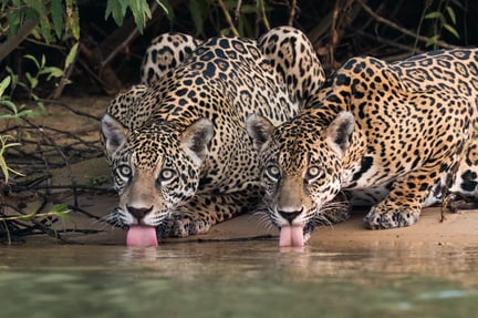 Políticas Públicas e sociedade civil marcaram o ano da Proteção Animal Mundial