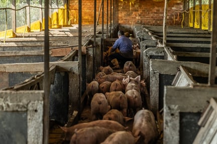 Fazenda de porcos