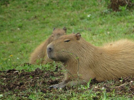 Capivara se alimentando tranquilamente
