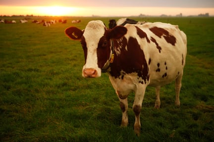 Sistemas alimentares: imagem de uma vaca em um pasto grande com o pôr do sol ao fundo