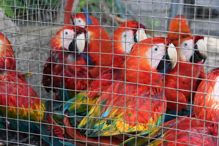 tráfico de animais silvestres: imagem de várias araras presas em uma gaiola