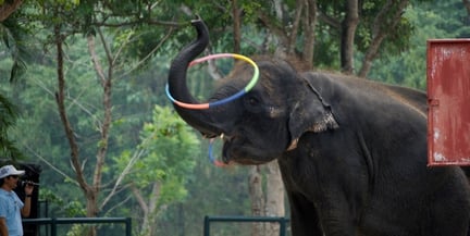 imagem de um elefante com uma argola de circo na tromba