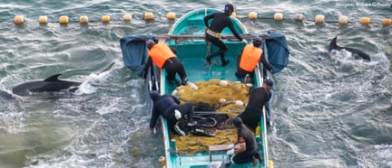 Seis homens estão dentro de um barco. Eles têm redes e outros equipamentos dentro do barco que são usados para caçar golfinhos em Taiji, no Japão. A imagem mostra 2 golfinhos ao lado do barco tentando escapar da caça.